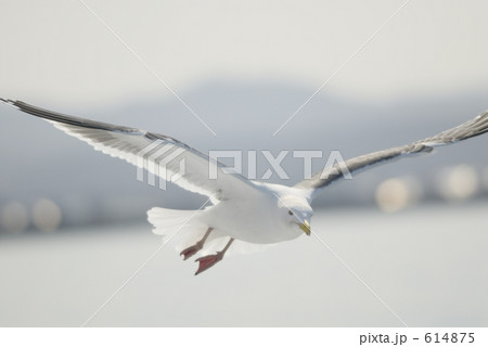 天売航路のオオセグロカモメ 614875