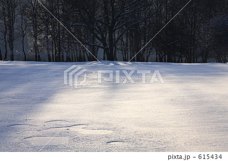 雪原と木立 615434