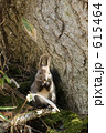 リス 615464