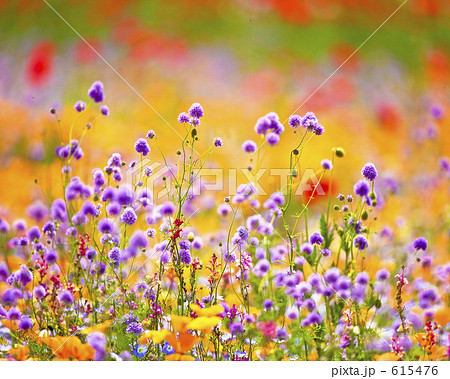 ワイルドフラワーガーデン2 ワイルドフラワーガーデン2 615476