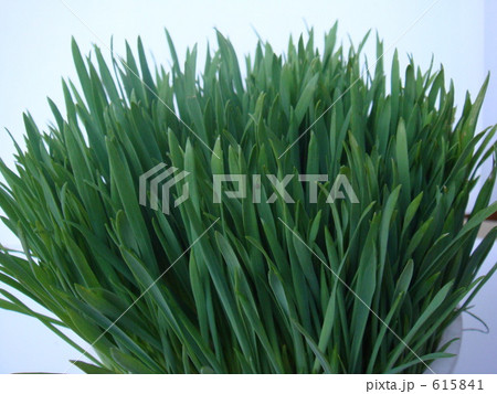 キャットグラス（猫草） 615841