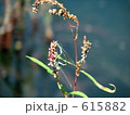 花にとまるトンボ 615882
