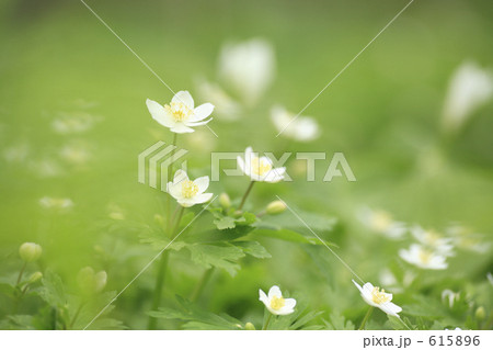 ニリンソウ ニリンソウ 615896