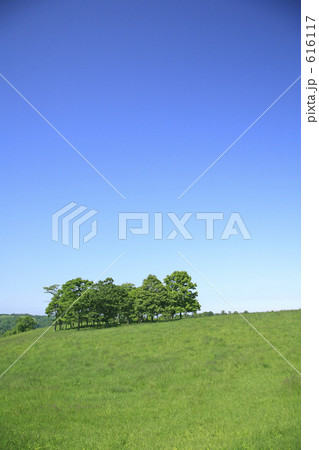 草原の木々 616117