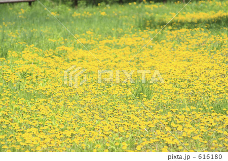 タンポポ タンポポ 616180