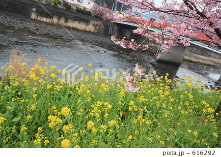 河津桜 河津桜 616292