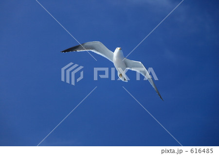 青空にカモメ 616485