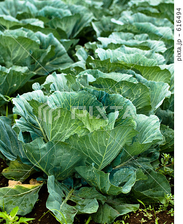 キャベツ畑 616494