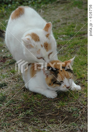 じゃれあう猫 じゃれあう猫 616756