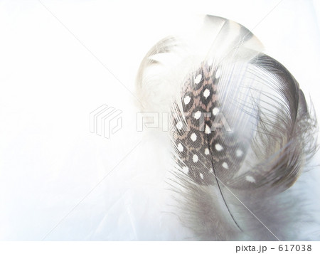 夢の舞柔らかな春の光 羽毛#2 夢の舞柔らかな春の光 羽毛#2 617038