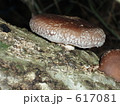椎茸 617081
