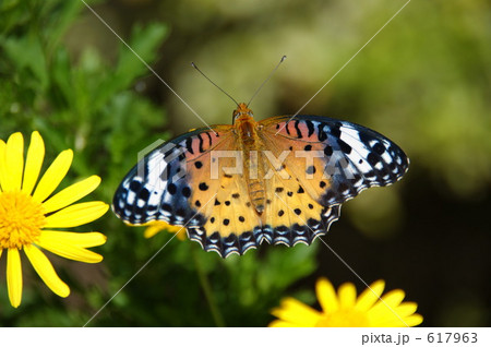 ツマグロヒョウモンチョウメス 617963