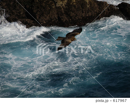 崖下の鳶 617967