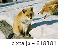 北きつね牧場のキタギツネ 618381