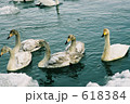 網走濤沸湖の白鳥 618384