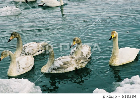 網走濤沸湖の白鳥 618384