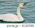 網走濤沸湖白鳥公園の白鳥 618386