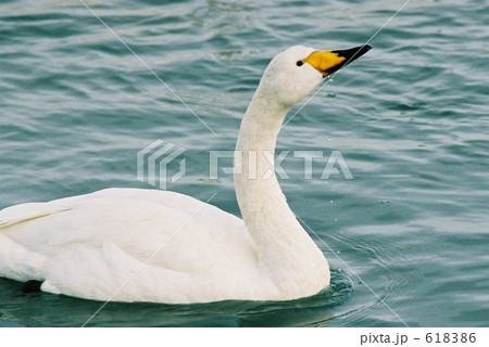 網走濤沸湖白鳥公園の白鳥 618386