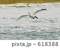 濤沸湖白鳥公園の白鳥 618388