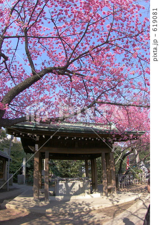 品川区荏原神社の梅 619081