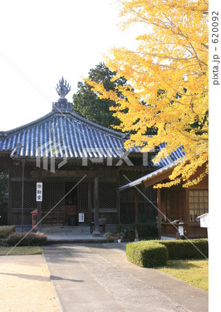 お寺のイチョウ 620092