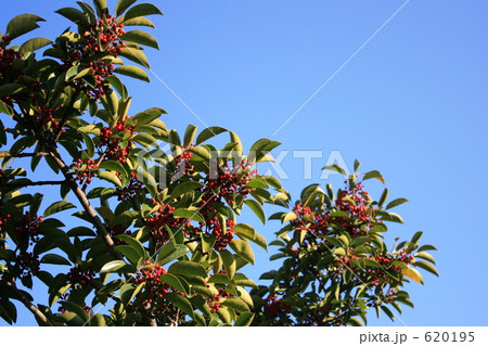 モチノキと青空 620195