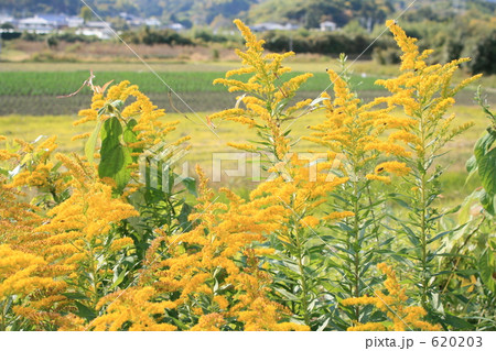 セイタカアワダチソウの群生 620203