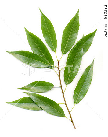 シラカシ シラカシ 620332