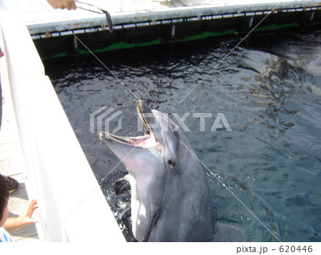 イルカの餌やり 620446