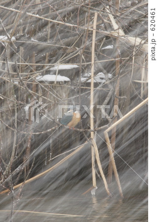 吹雪の中のカワセミ 620461