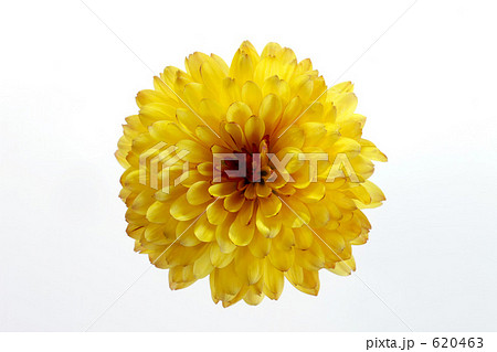 スプレーマム 620463