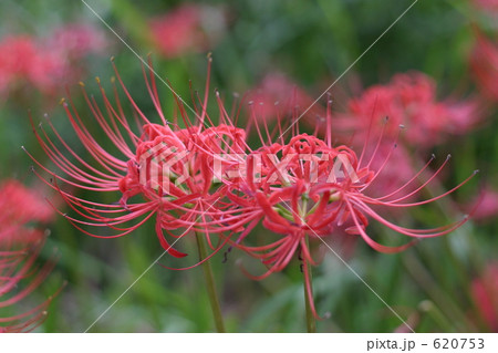 彼岸花 620753