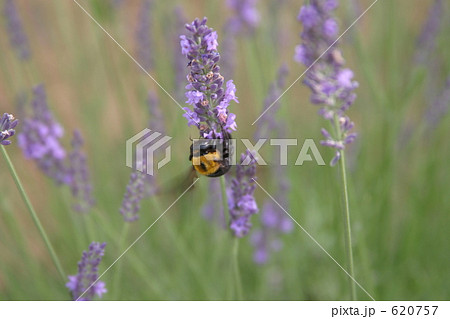 ラベンダーとくまんばち 620757