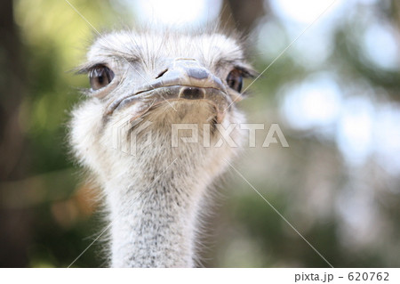 ダチョウ（顔アップ） 620762