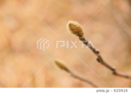 つぼみ 620916
