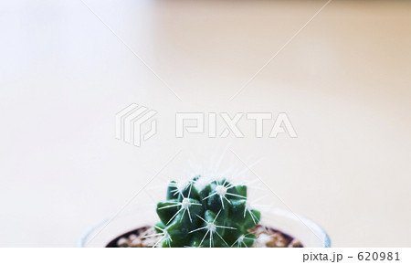 サボテン サボテン 620981