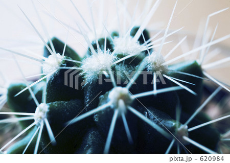 サボテン 620984