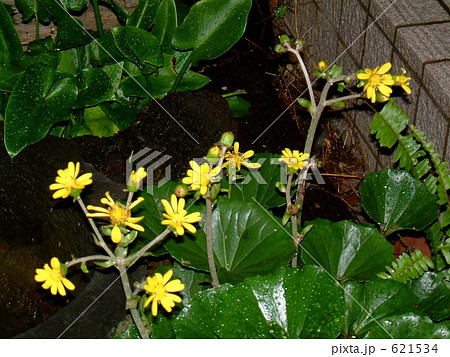 雨の夜のつわぶき 621534