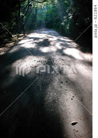遊歩道に降り注ぐ早朝の光 621864
