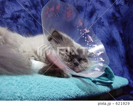 動物病院退院後、自宅でくつろぐ猫/手には包帯、首にエリザベスカラー 動物病院退院後、自宅でくつろぐ猫/手には包帯、首にエリザベスカラー 621929