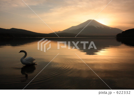夕焼けの富士と白鳥 622332
