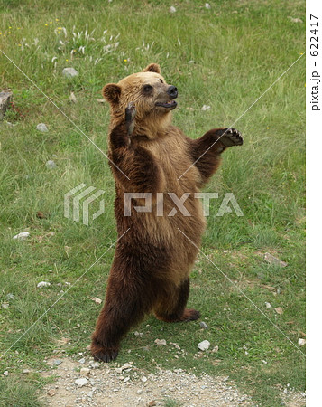 はーい　こっち 622417