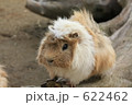 小動物 622462