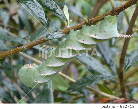 オリーブの木につくスズメ蛾の幼虫の写真素材