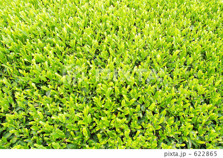 お茶のは一面 622865