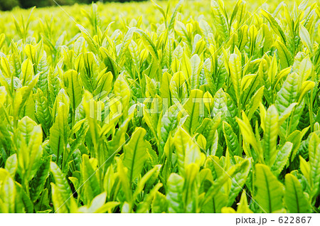 お茶の葉 622867