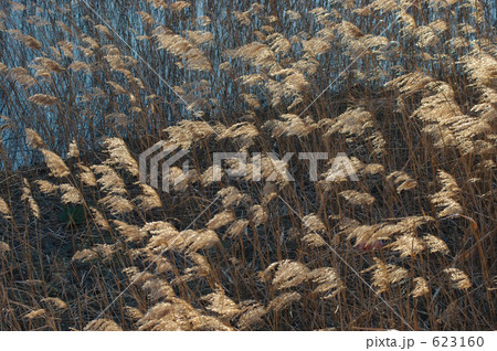 風に踊るアシ原 623160