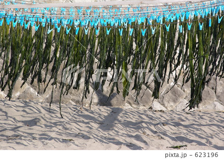 砂浜でのワカメの日乾し 623196