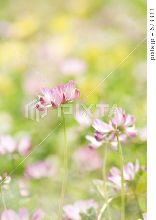 レンゲソウ 623311