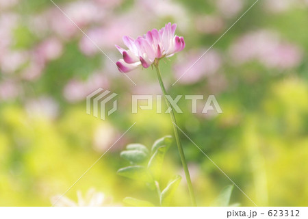 レンゲソウ 623312